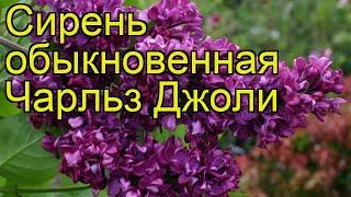 Сирень обыкновенная Чарльз Джоли. Краткий обзор, описание syringa vulgaris Charles Joly