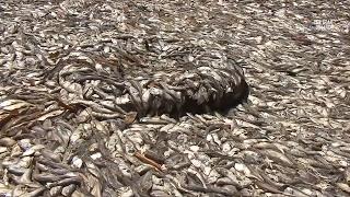 Thousands of dead fish dot Costa Rica's coastline