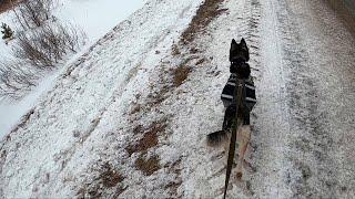 Первая тренировка собаки Хаски. Команда "вперед" в каникроссе