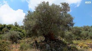 Crete - Ancient Olive Grove - Walk