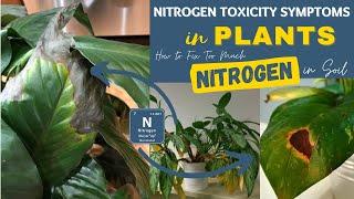Nitrogen Toxicity Symptoms in Plants | How to Fix Too Much Nitrogen in Soil