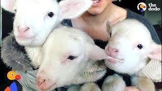 Rescue Lambs Love To Hop Around Their Parents' House | The Dodo