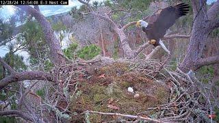 Alex II comes back to change shift ---- Kistachie National Forest E 3 Nest  2024 12 28