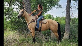 Buttermilk Buckskin Quarter Horse For Sale