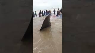 Whale washed up on Brass Beach.. Nigeria