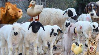 Animal documentary, Cow Videos, Cat videos, Sheep sound, Goat, Lamb, Chicken