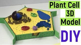 Plant cell 3d model making | plant cell model | plant cell structure | #diyasfunplay | #diyproject