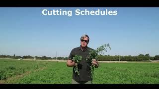 Alfalfa Varieties - UC Agriculture and Natural Resources