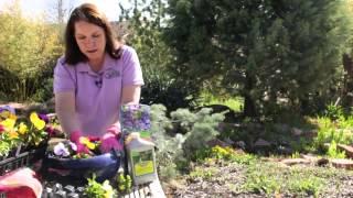 How to Plant Pansies in Pots