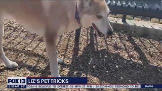 Liz's Pet Tricks: Featuring Mireya Garcia's dog tricks! | FOX 13 Seattle