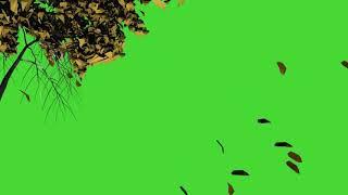 TREE LEAVES FALLING ...GREEN SCREEN VIDEO