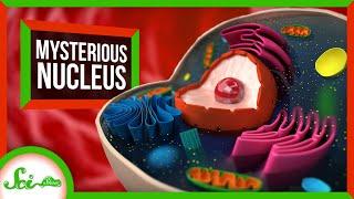 The Mysterious Origins of the Nucleus