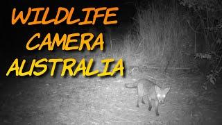 Wildlife Camera Australia. SIX MONTHS of wildlife footage in 5 minutes.