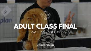 Cat judging: Adult Class Final from Stafford Cat Extravaganza 2023