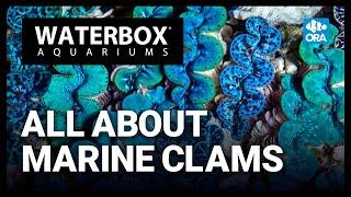 The Do's and Don'ts of Clam Care | ORA® Aquacultured Clams Have Arrived!