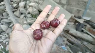 Hunza Cherries | Visit to a Cherry Orchard in Hunza Valley | Hunza ki Cherry | Cherry Trees in Hunza