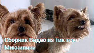 Сборник видео из Тик тока Миккипики (MIKKIPIKI)