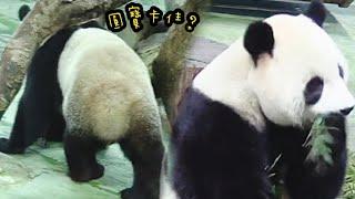 圓寶定住停超久，圓寶在想什麼？？|熊貓貓熊The Giant Panda Yuan Yuan and Yuan Bao|台北市立動物園