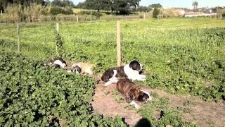 Rafeiro do Alentejo from Paio Pires Kennel