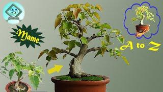 How to Make a Pakur Miniature | How to make Miniature Bonsai | Mame Bonsai | Shohin Bonsai