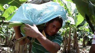 La banane, révélation d'un marché corrompu