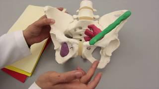 Formation and Coverings of the Spermatic Cord