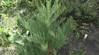 Кедр гималайский и секвойядендрон гигантский. Cedrus deodara & Sequoiadendron giganteum.