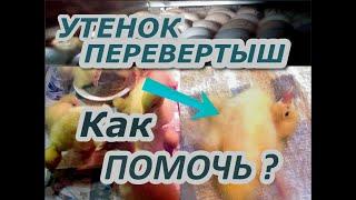 Почему УТЯТА переворачиваются и падают на спину. Как помочь?