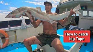 Uk Tope fishing. How to catch the big ones ! shark fishing uk