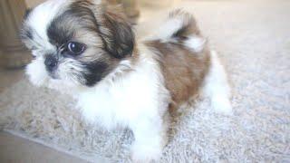 Happy 8 Weeks Shih Tzu Puppies || Too Cute