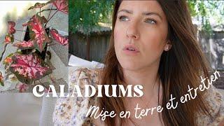 Caladiums : Tubercules et entretien (bulbes d'été)