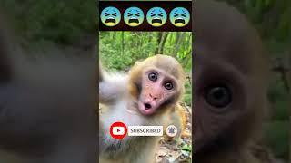 Baby Monkey Sounds Cute Video |#shorts #viral