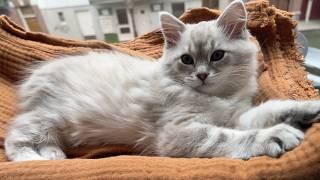 Adorable kitten wants to be tucked in before bed