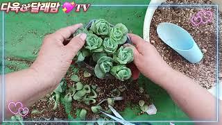 #다육 세상에 젤 못생긴 #러블리로즈 #적심으로 미인 만들기 #알바니 #succulent