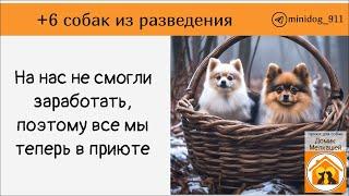 Новый заезд в приют.  + 6 малышей от разведенцев