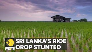 Food crisis looms in Sri Lanka; rice harvest expected to fall 50% | World News | WION