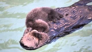 Baby Otter Sleeps on Top of Mother as Mother Grooms