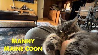 Maine Coon Sitting on my Lap | Blue Tabby #mainecoon