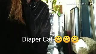 How to diaper a cat... With Diaper Cat  aka Trout