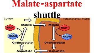 Malate aspertate shuttle