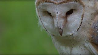 Luna Learns How to Fly | Super Powered Owls | BBC Earth