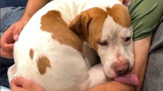 Shy rescue dog transforms into lovebug