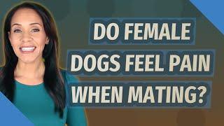 Do female dogs feel pain when mating?