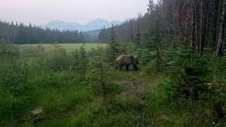 Close encounter with a Grizzly Bear while biking in Jasper Alberta