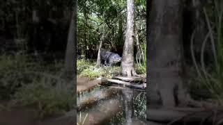 Viral || Detik detik  lagi mancing di datangi buaya besar