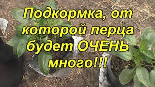 Подкормка сладкого перца - завяжутся все цветочки!