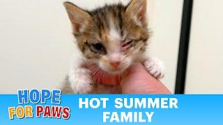 Frightened kittens were happy to be rescued by Hope For Paws - life is good now! 