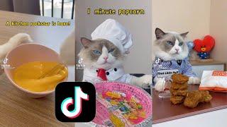 Gatito haciendo comida en Tiktok | Video Montage ( tik tok )