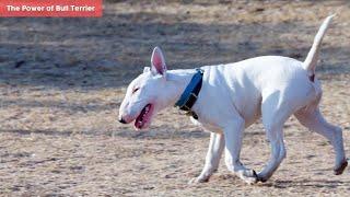 The Power of Bull Terrier | A Tough, Powerful Breed