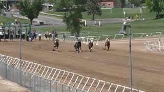 Race 7 350 Yards - Quarter Horse Maiden